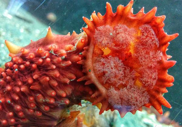 Sea Cucumber