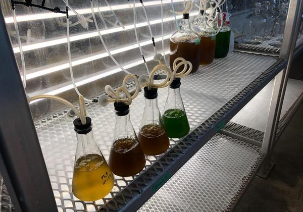 Algae 4 flasks