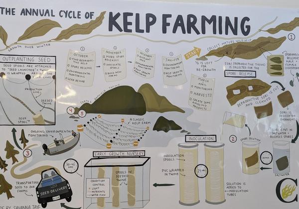 Poster of kelp farming process diagram