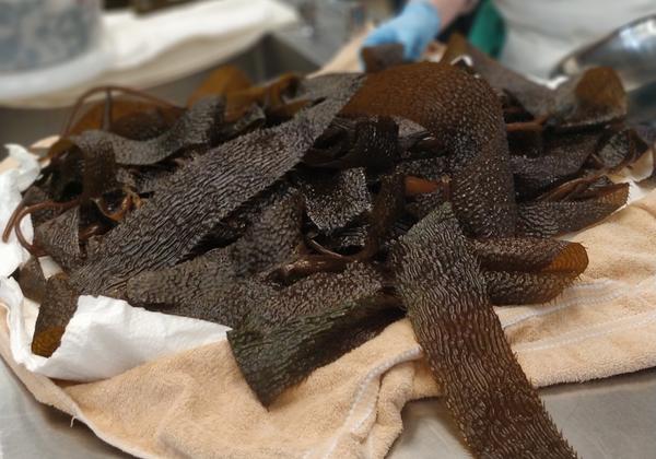A pile of seaweed in the culinary kitchen