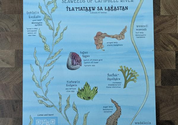 Poster of seaweed species found in Campbell River 