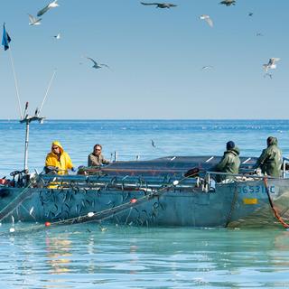 Herring boats