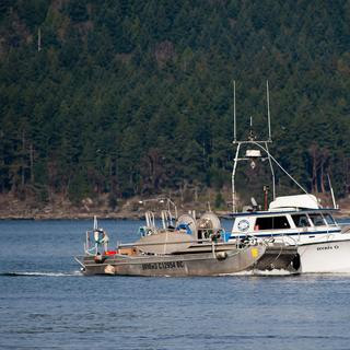 boats