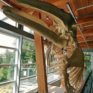 Grey Whale