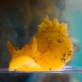 Yellow Nudibranch