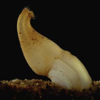 Geoduck