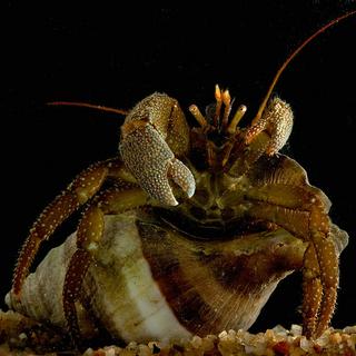 Hermit Crab