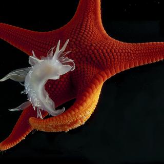 Frosted Nudibranch on Vermillion Star