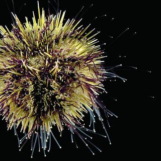 Green Sea Urchin