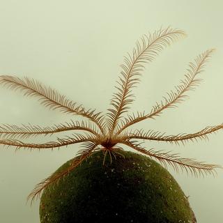 Feather Star