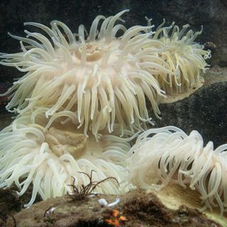 Sea Anemones