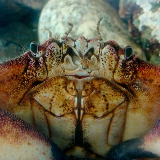 a close-up of a crab's face