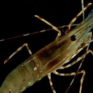 a spot prawn on a black background
