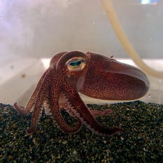 a stubby squid