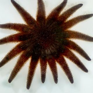 a sunflower sea star on a white background