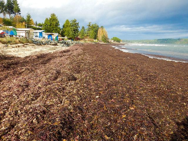 Monitoring seaweed: Deep Bay Monitoring seaweed: Deep Bay