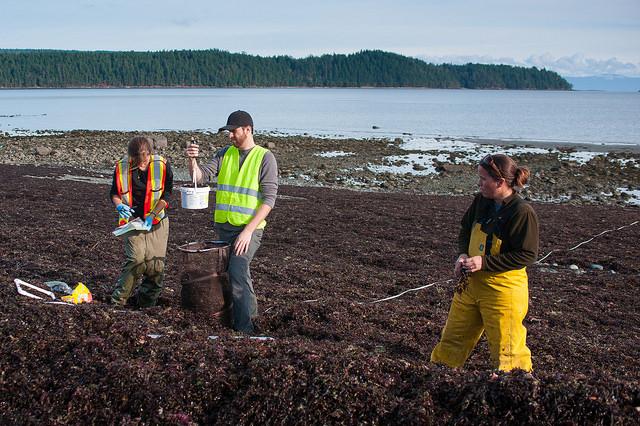 Monitoring seaweed: Deep Bay Monitoring seaweed: Deep Bay