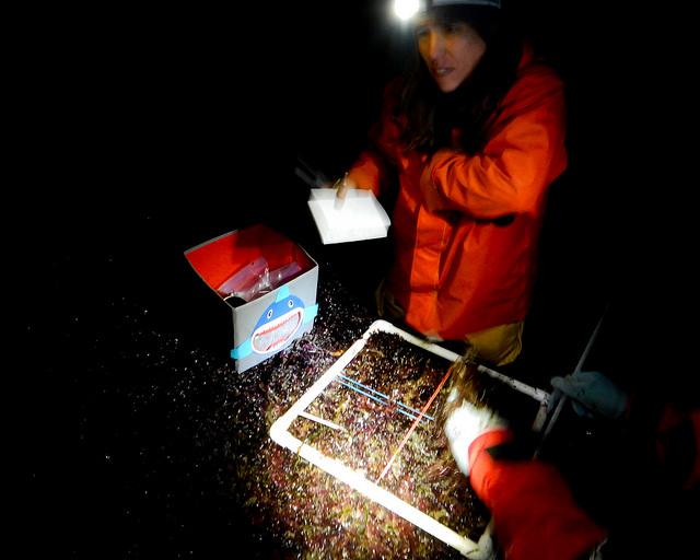 Monitoring seaweed: Deep Bay Monitoring seaweed: Deep Bay