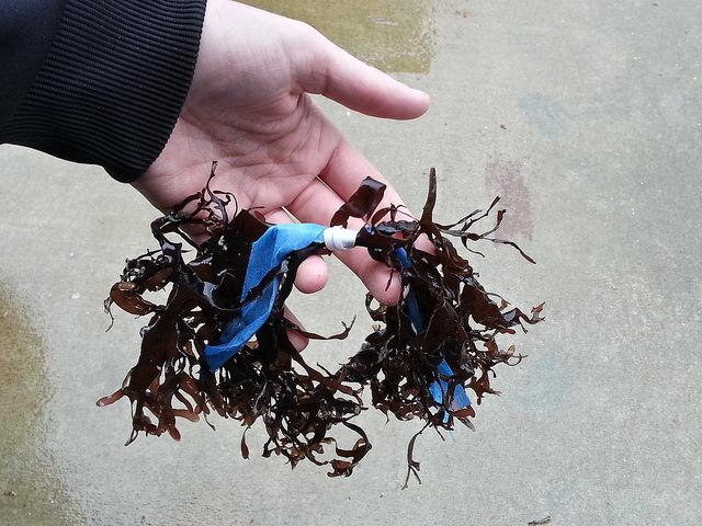 Monitoring seaweed: Deep Bay Monitoring seaweed: Deep Bay
