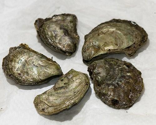 Olympia Oyster Olympia Oyster