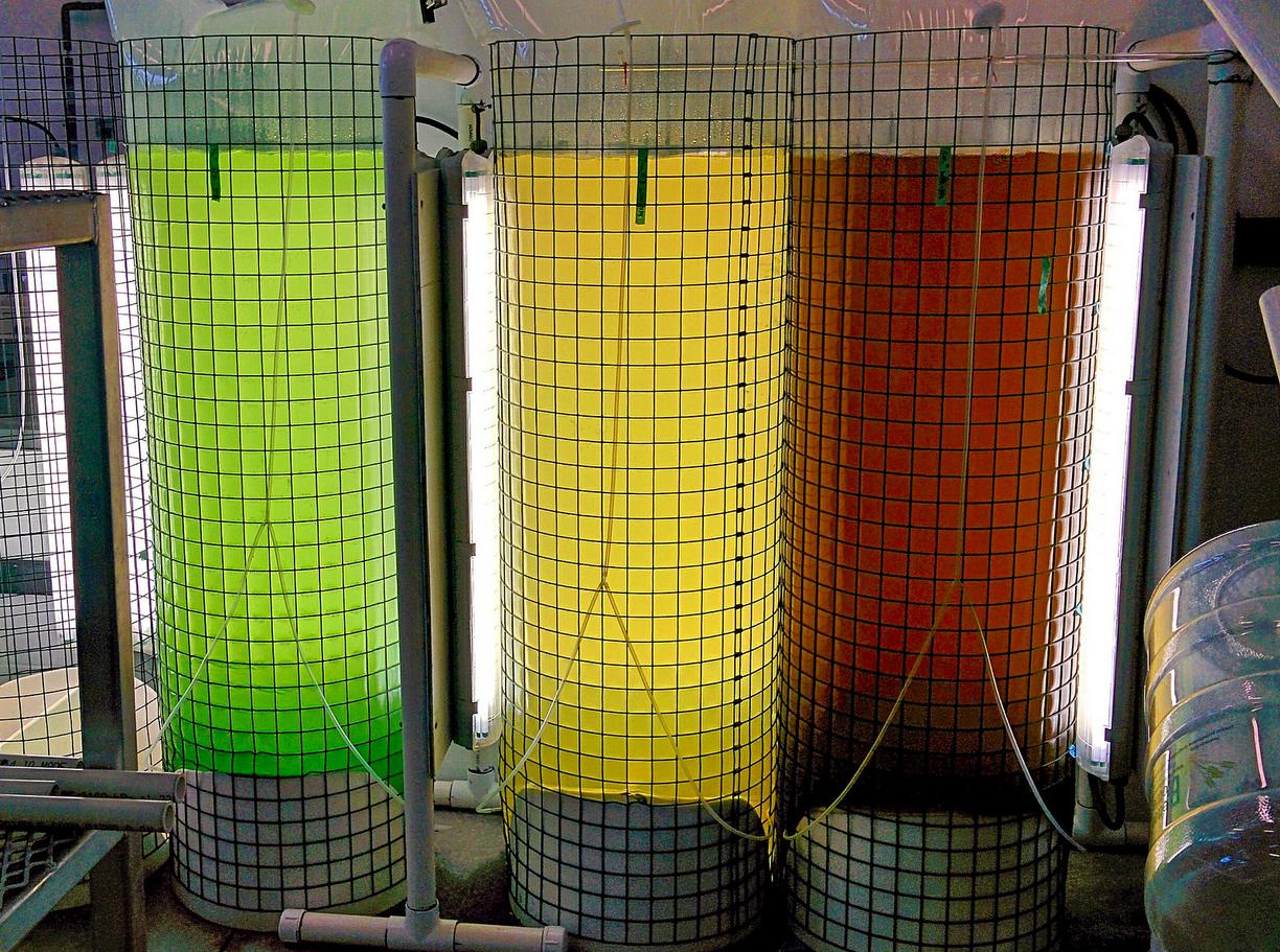 Three columns of water with algae growing in them. One has green algae, one has yellow algae, and one has red algae. 