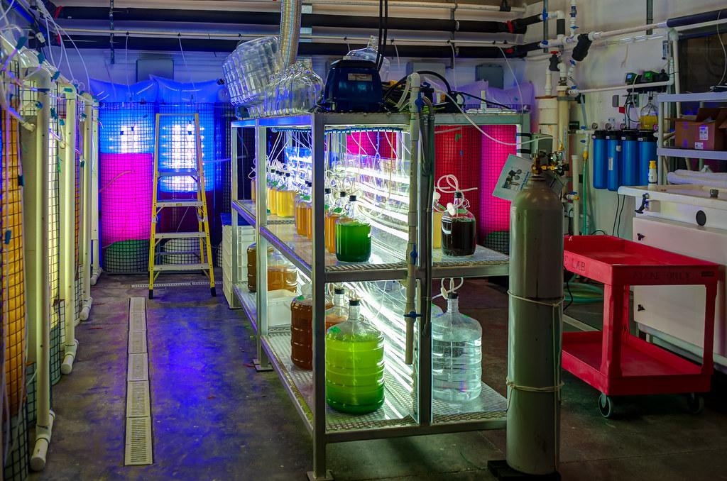 Jugs of various algae being grown at the Deep Bay Marine Field Station.