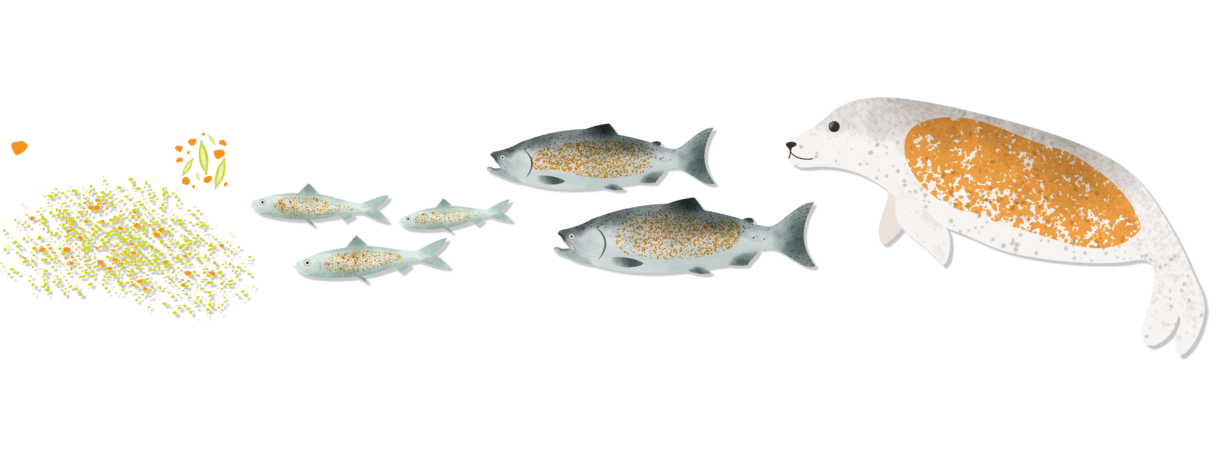 diagram showing biomagnification of microplastics moving up the food chain