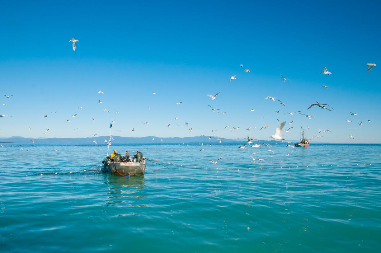 seagulls flying around a fishing boat during the herring spawn