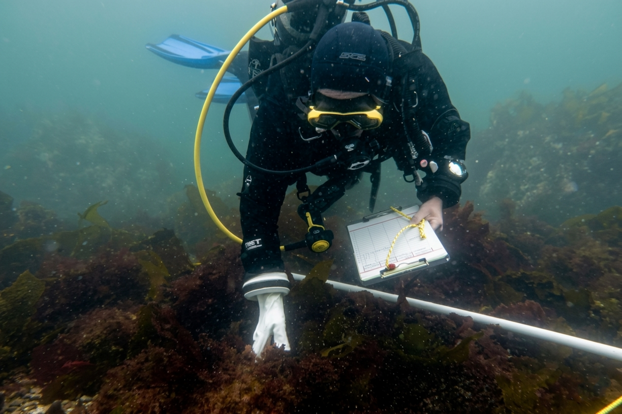 a scuba diver looking at kelp and holding a note pad