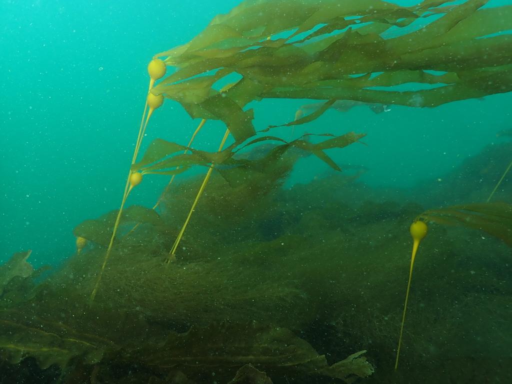Bull kelp underwater