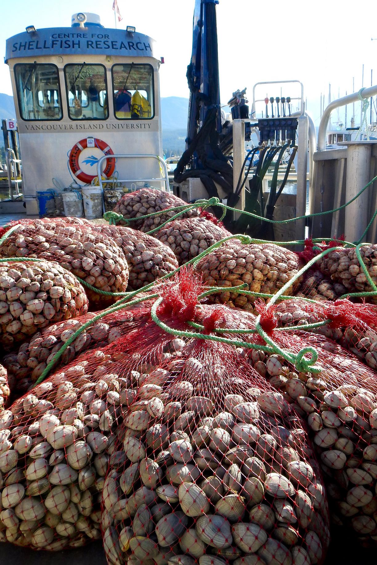 Bags of clams on a boat
