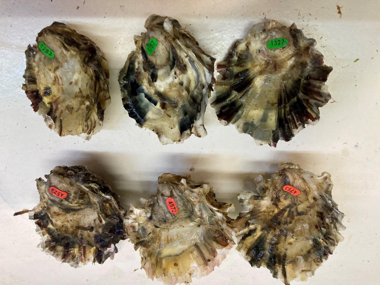 6 tagged oysters. They are in 2 groups of 3. One group has green tags, and one group has red tags.