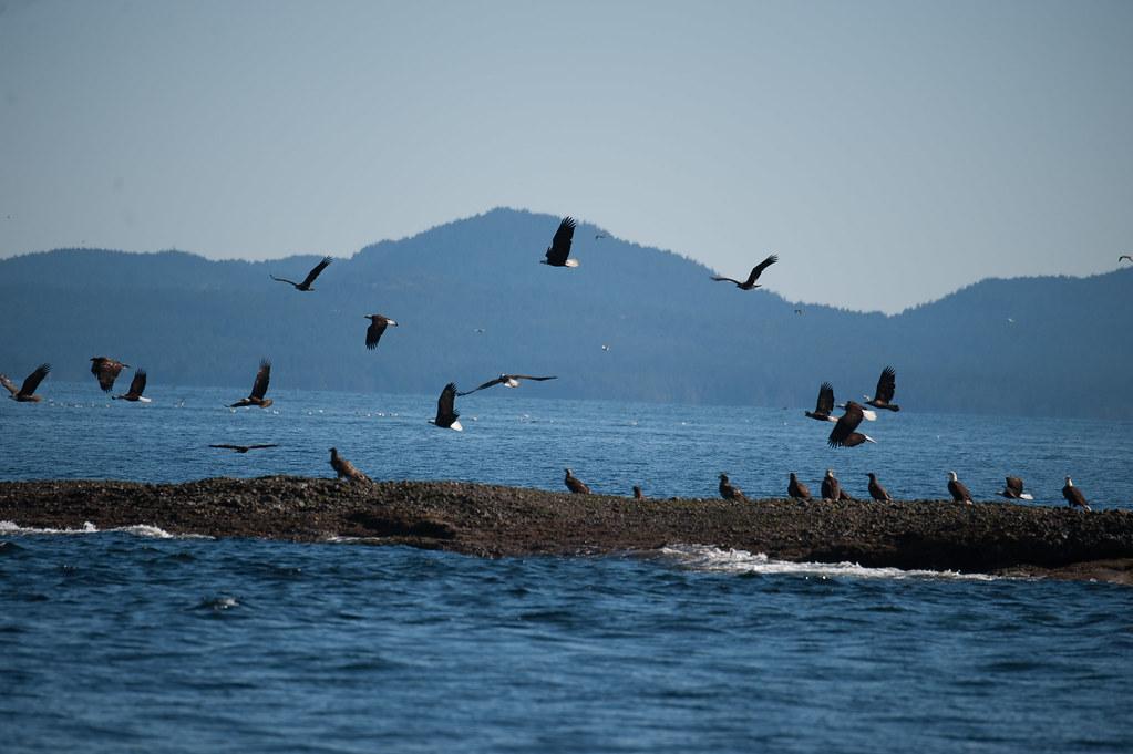 Eagles on and around a sandbar in Baynes Sound.