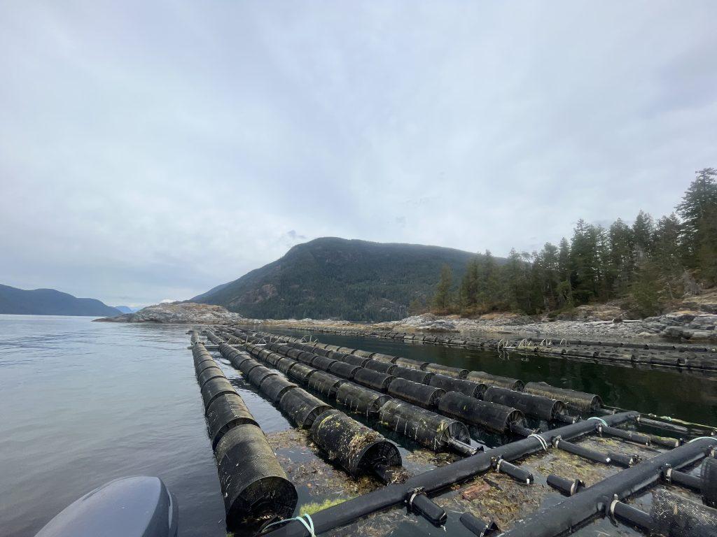 Cylindrical cages of oysters floating close to shore.