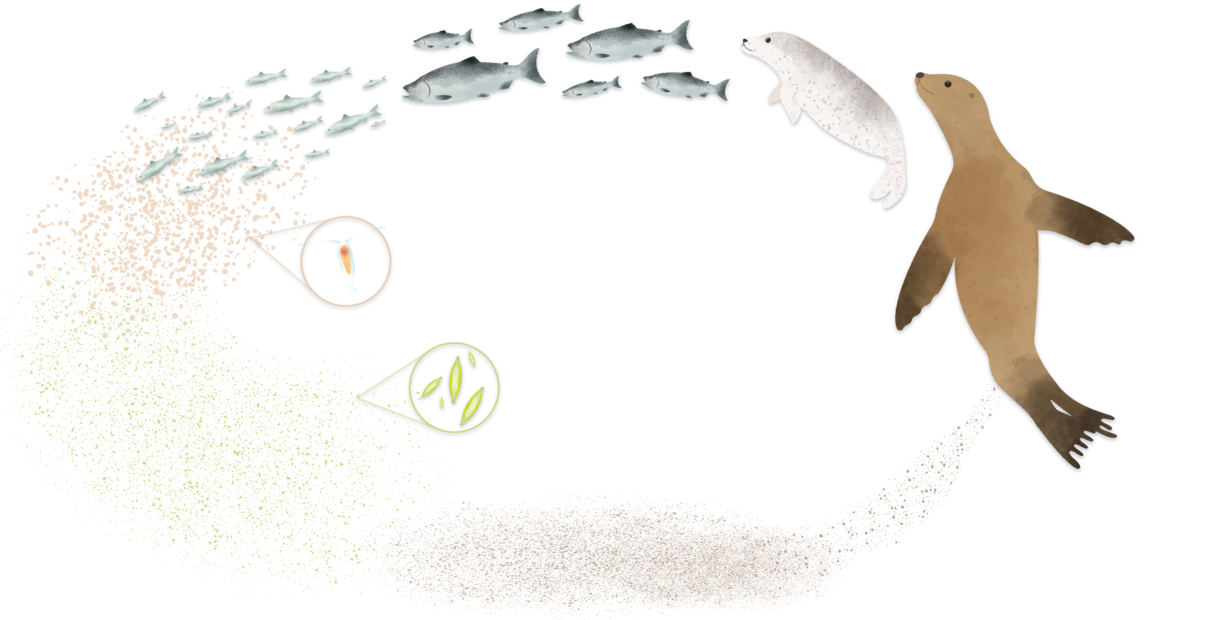 a food web showing algae, zooplankton, herring, salmon, a seal, and a sealion