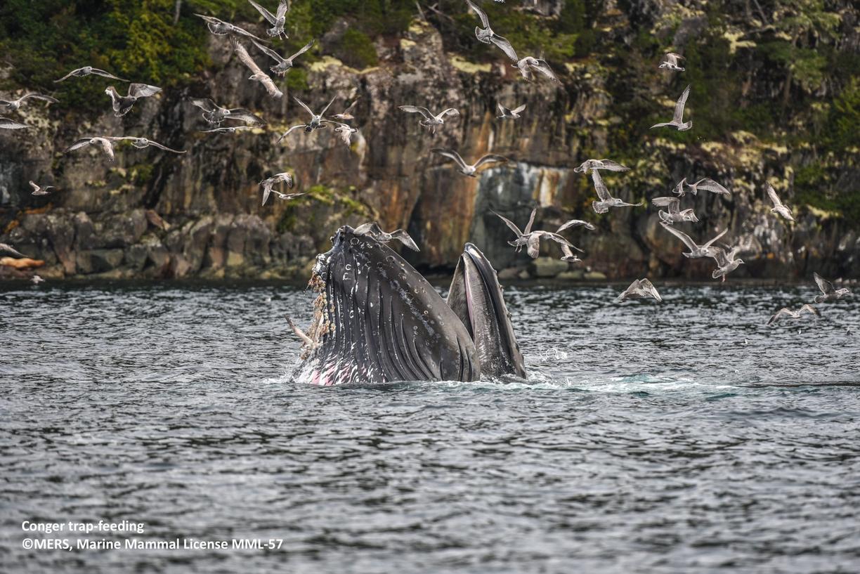 humpback whale trap-feeding