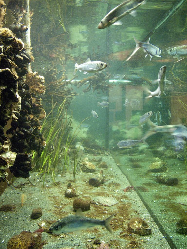 a pacific herring in a tank with other fish