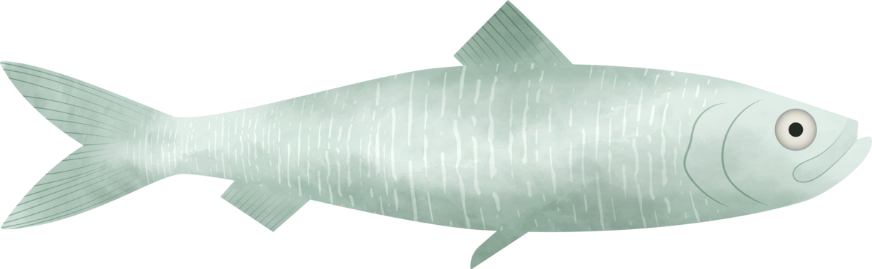 A drawing of a pacific herring. It is a silvery fish that looks like it is gleaming in the light.