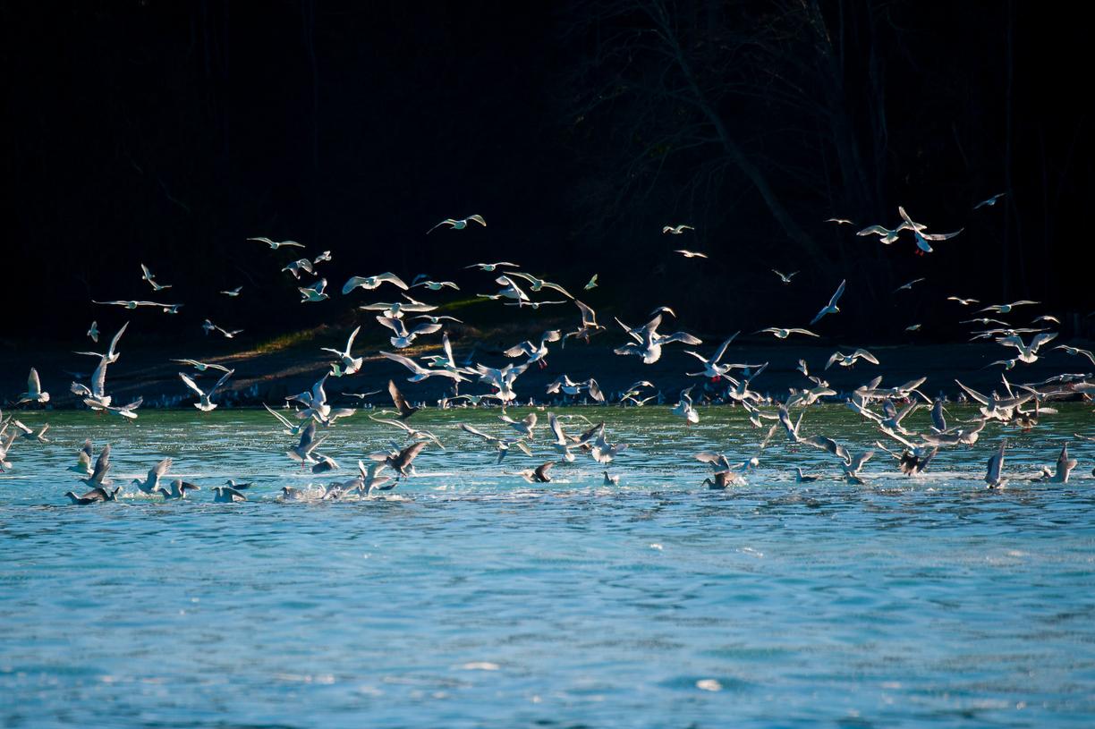 A flock of gulls landing on the water.