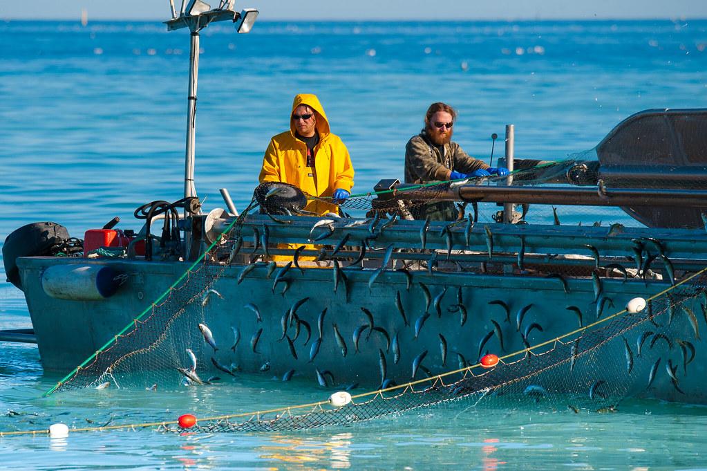 Fishers pulling up a net full of herring.