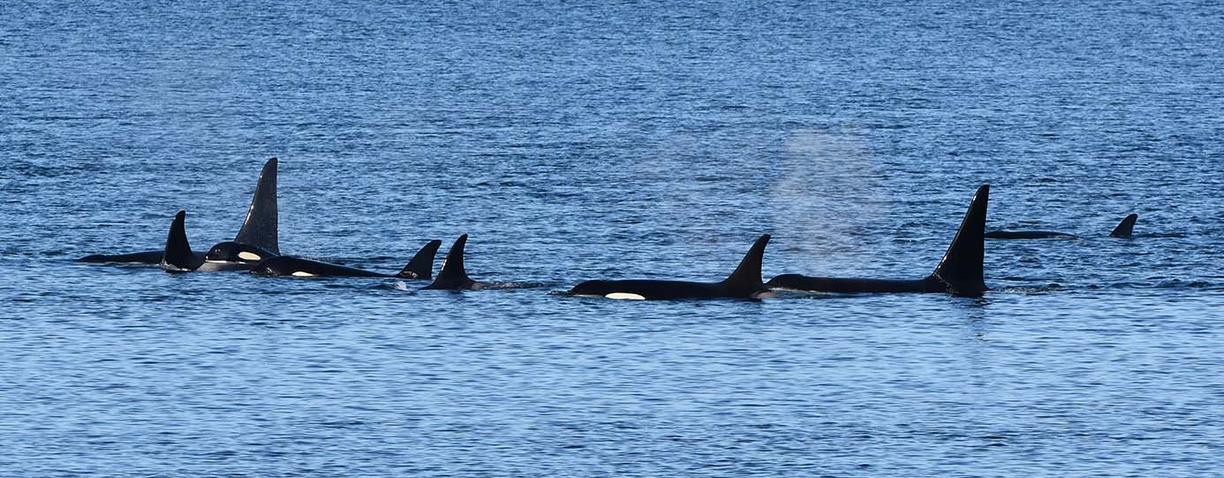 a pod of orcas swimming