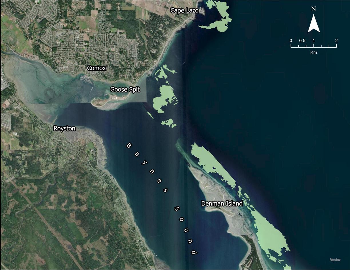 Map showing bull kelp forests around Cape Lazo and Denman Island in 1972.