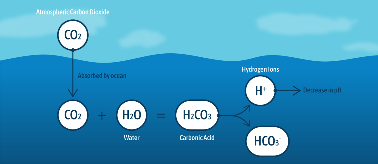 diagram showing how carbon dioxide is absorbed by the ocean resulting in a decrease in its PH level