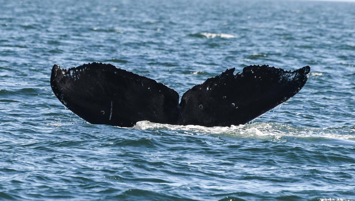 Humpback tail fin