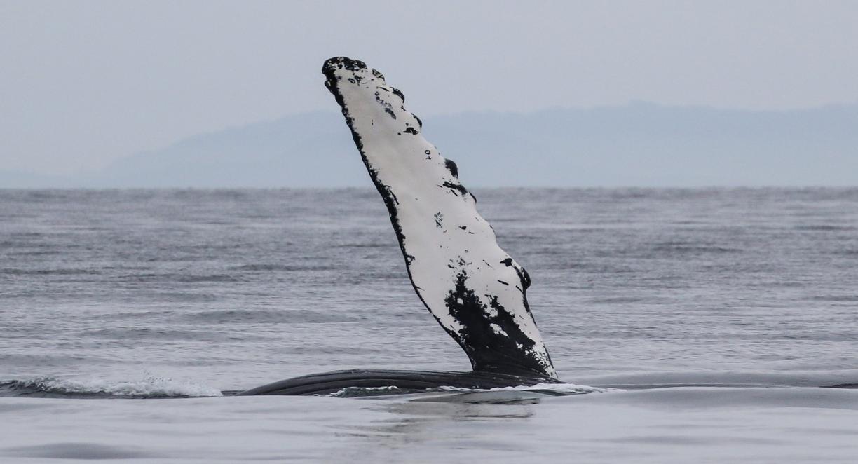 Humpback whale "waving" with its pectoral fin