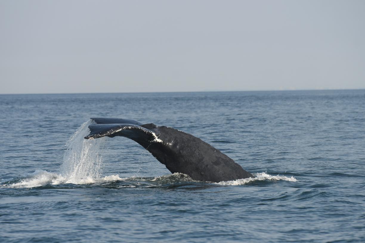 Humpback tail stock showing scarring