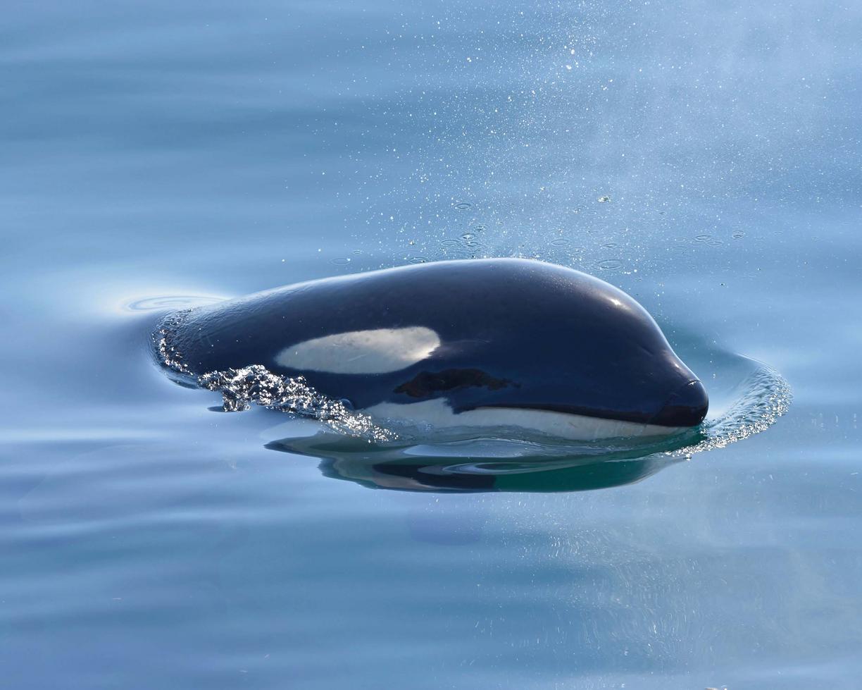 orca surfacing 