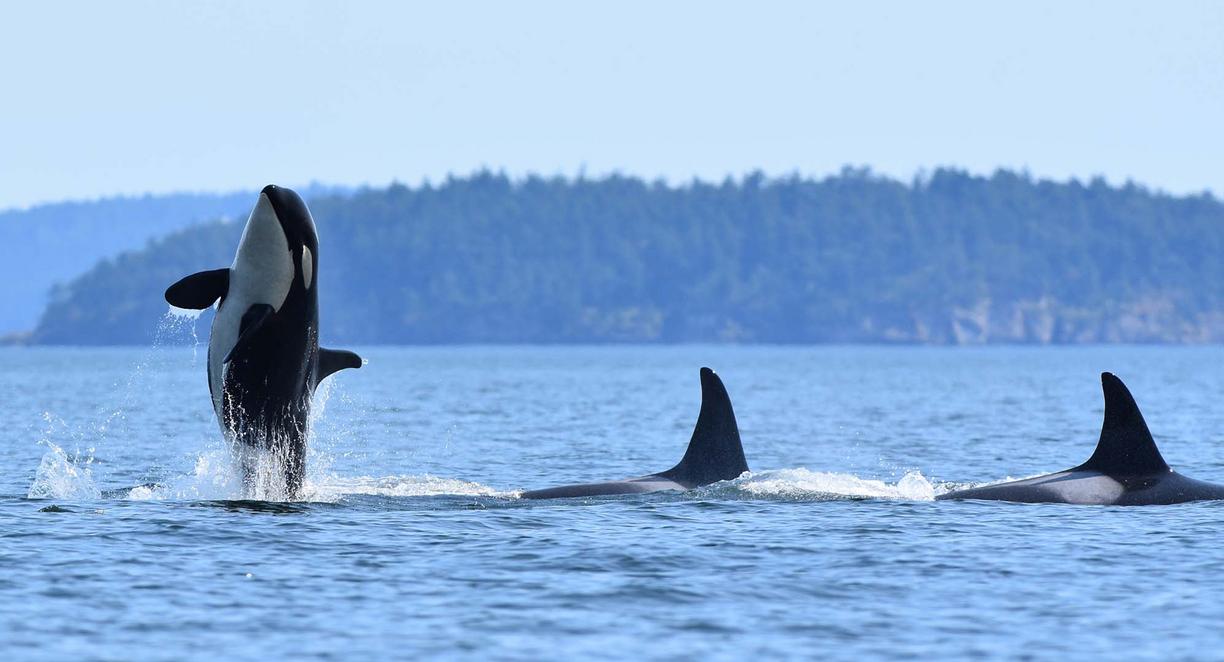 orca breaching and 2 other orcas swimming