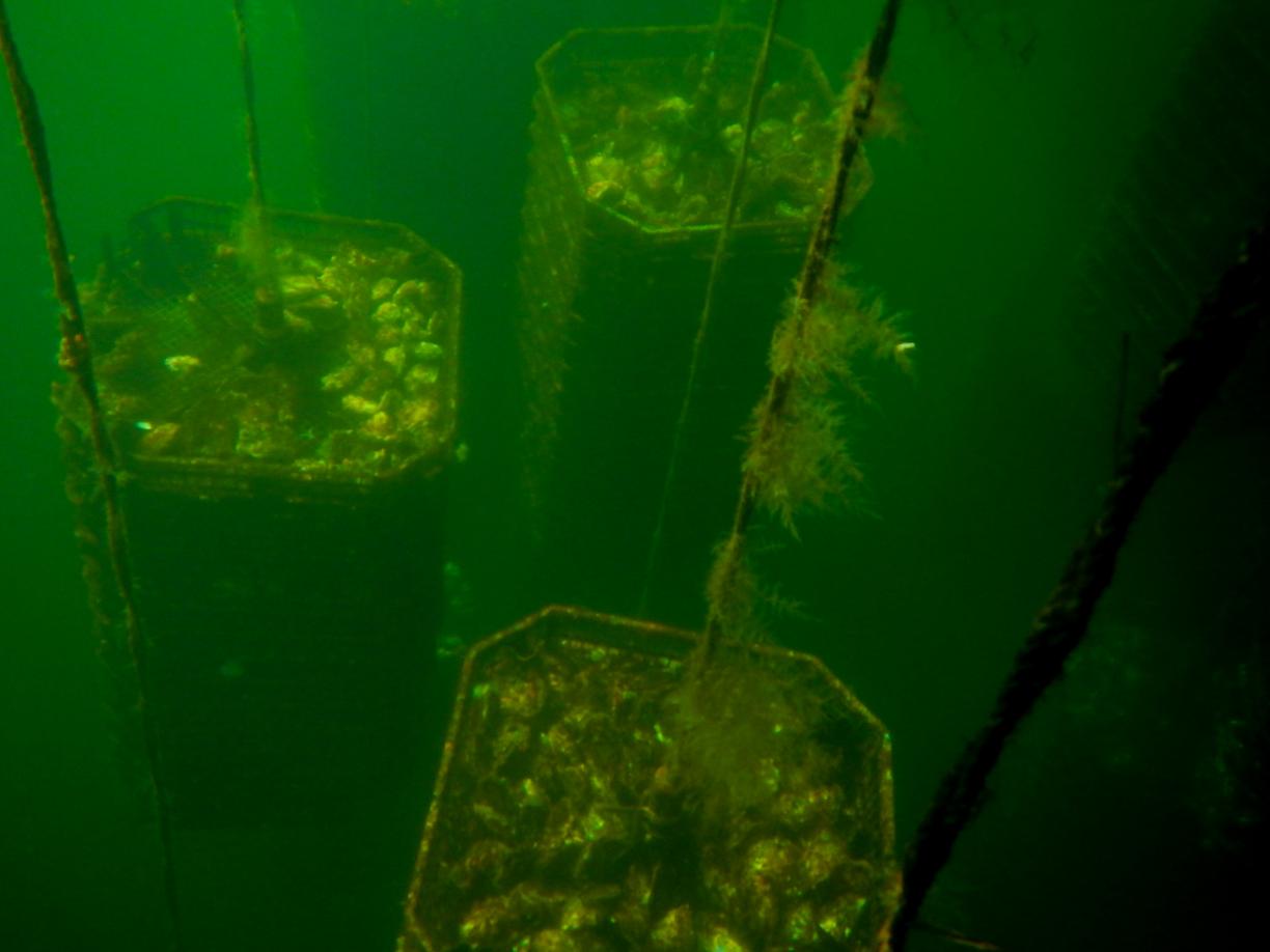 Underwater image showing stacked trays of oysters.