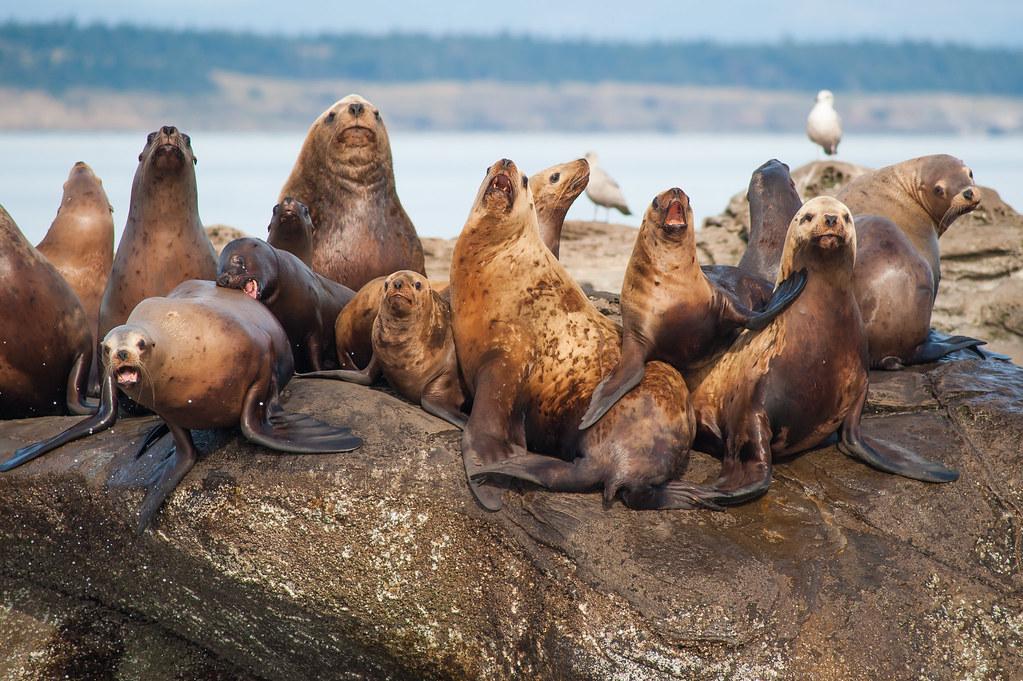a group of sea lions sitting on a rock and looking at the camera
